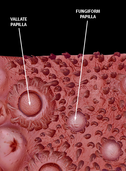 tongue-vallate-fungiform-papillae